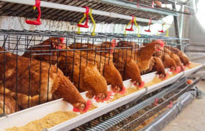 Poultry Farming