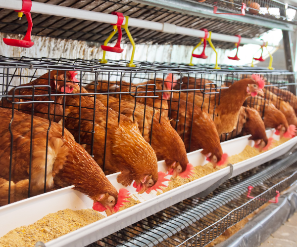 Poultry Farming