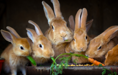 Rabbit Farming India