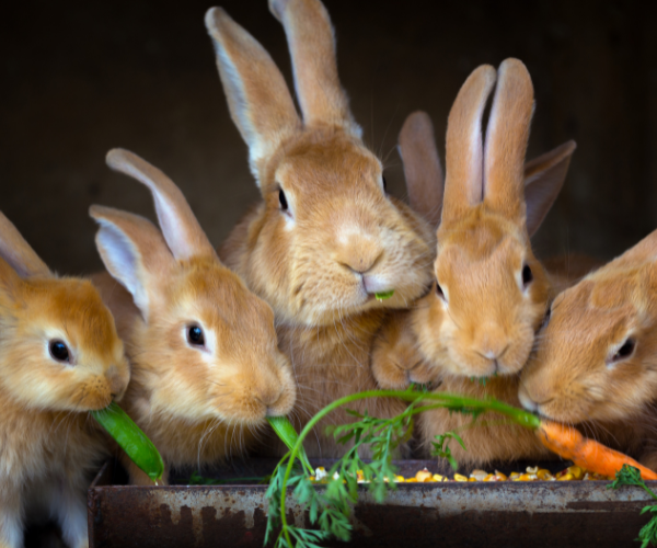 Rabbit Farming India